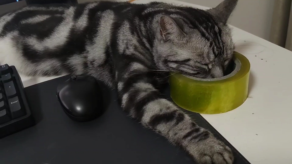 睡觉打呼噜的小喵呜