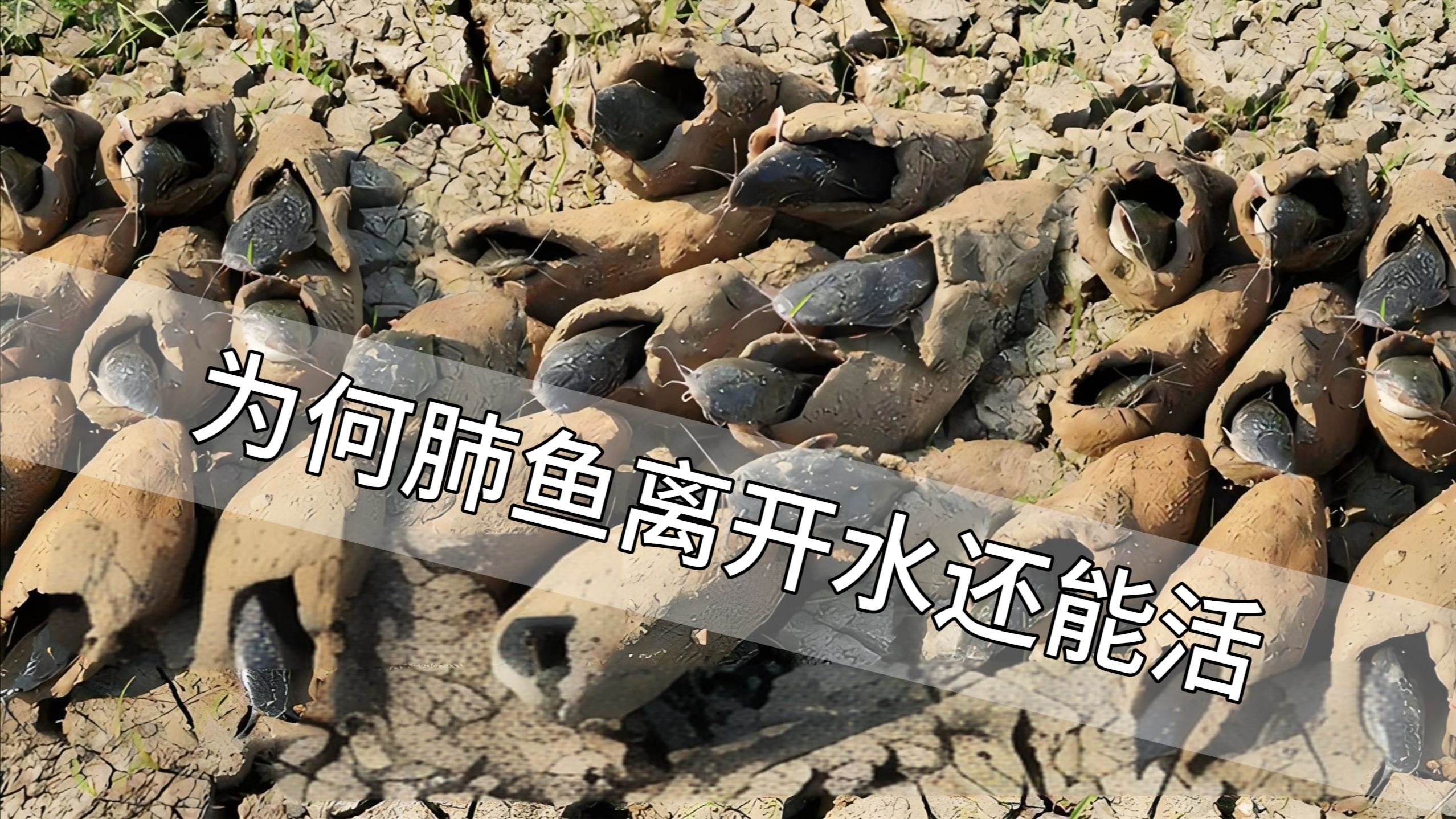 在土里埋三年还能活的鱼你见过吗?