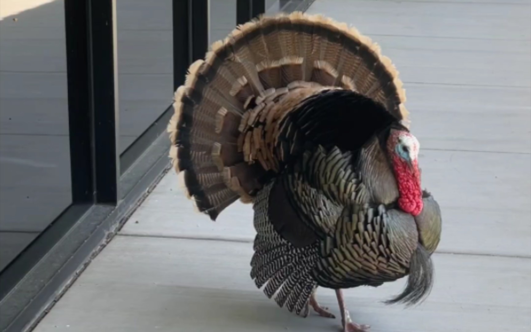 一只爱得瑟的大火鸡