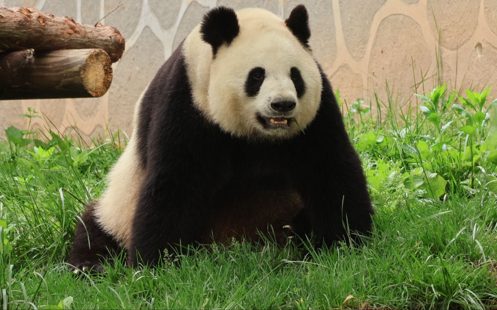 【秦岭大熊猫丫丫】奶呼呼的丫丫,好会给镜头呀.