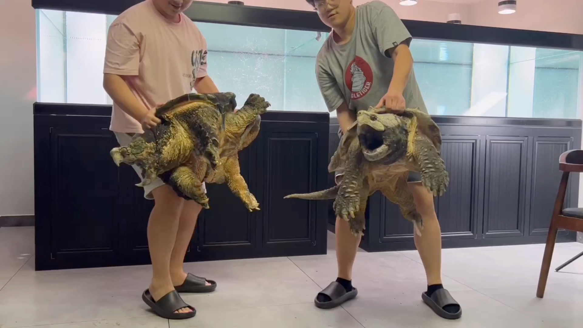 "你今年拿不下完全不影响你明年拿下,加油养龟人"#原种大鳄宙斯 #原种