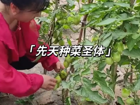 [图]砖头缝里种菜你见过吗？纪录片《先天种菜圣体》上映