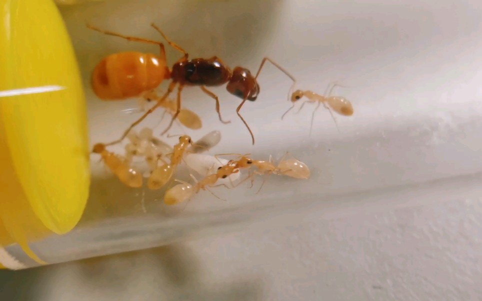 金灿灿-费氏(黑金)弓背蚁喂食_哔哩哔哩_bilibili