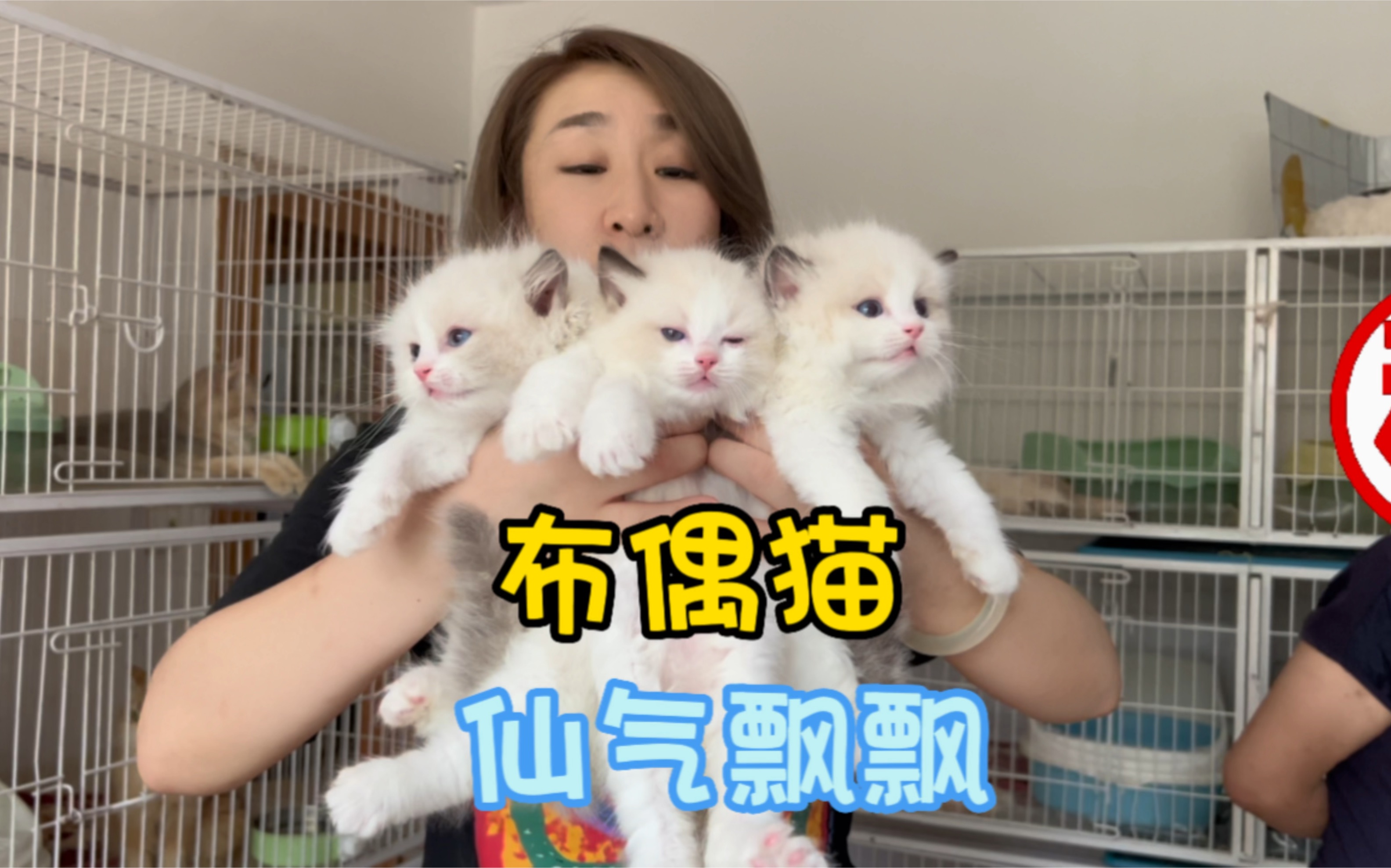 仙气飘飘的布偶猫!你们爱了吗?哔哩哔哩bilibili