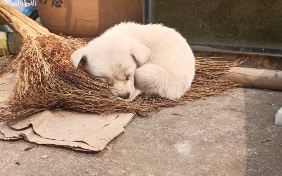 在扫帚上睡觉的小土狗