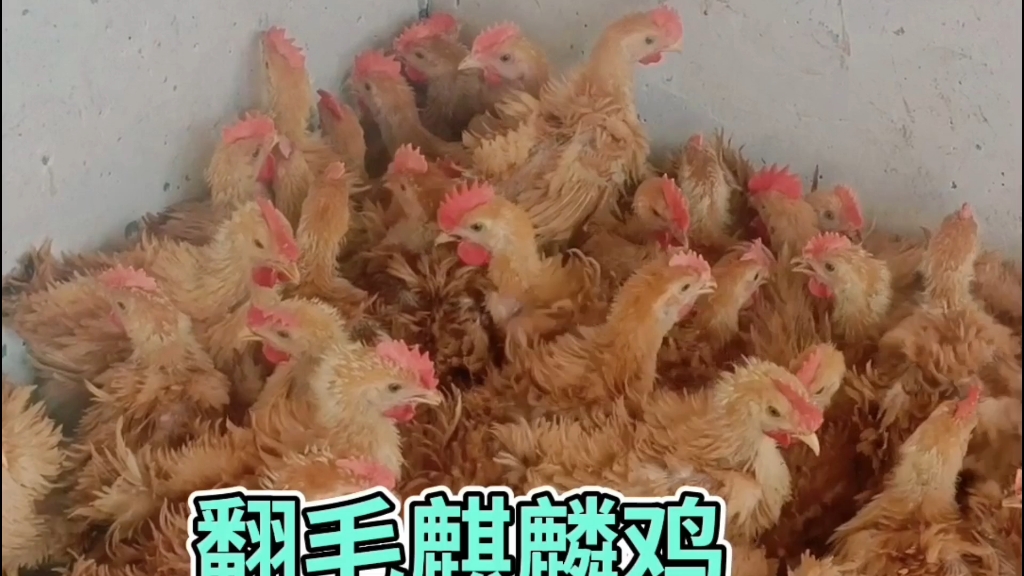 翻毛麒麟鸡,可观赏可食用,一斤多大鸡苗子