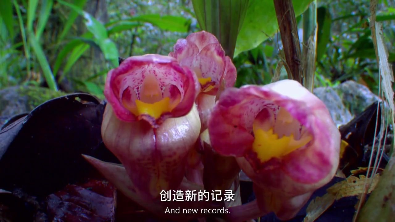 生肉 中英文字幕《引诱和捕杀&性与谎言植物的秘密武器 plants behaving badly》哔哩哔哩bilibili