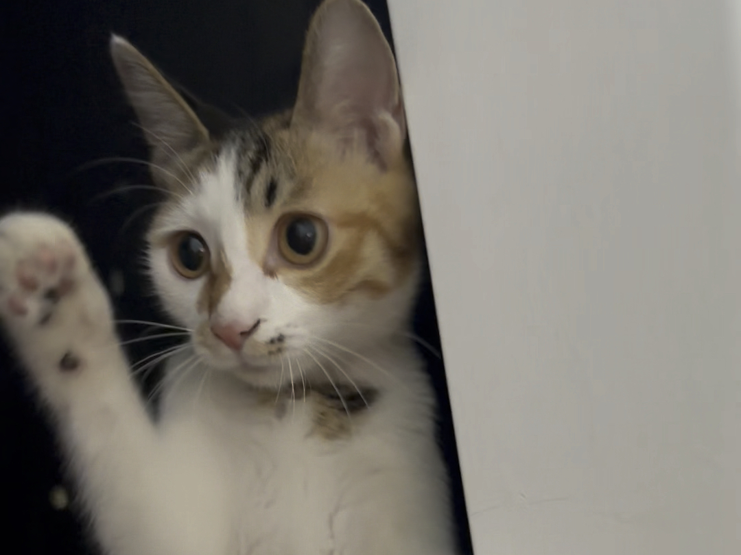 (37)调皮捣蛋的阿发猫咪93