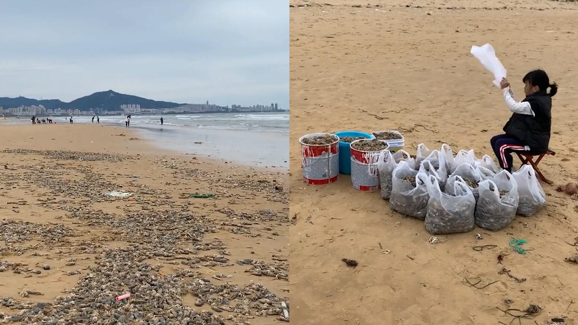 女生第一次赶海看见满地泸沽虾,立马狂捡30斤,当场实现海鲜自由哔哩哔哩bilibili