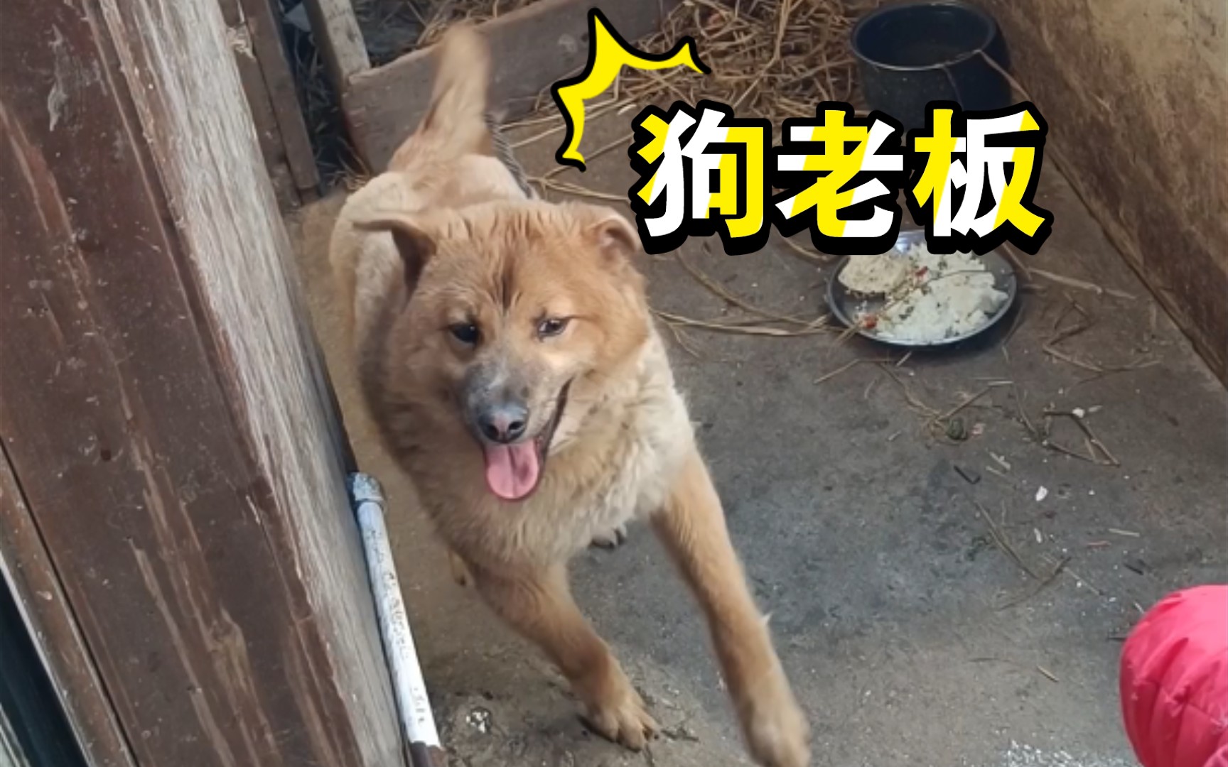 活动作品狗老板