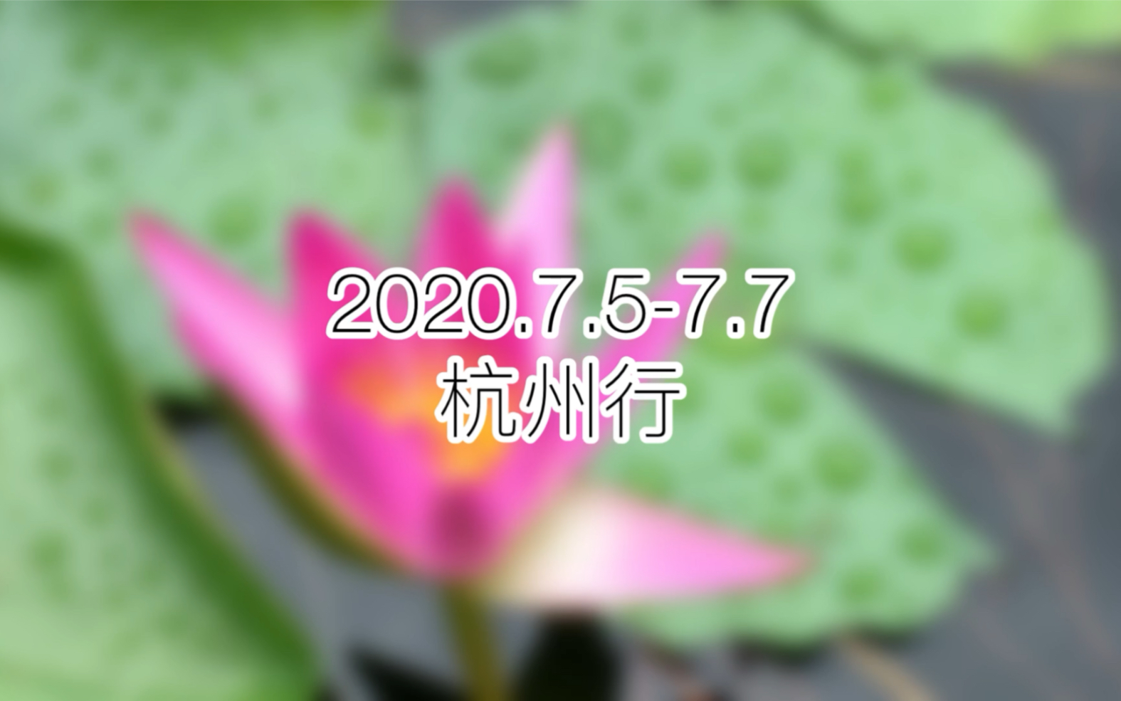 2020的夏天游杭州西湖国宾馆哔哩哔哩bilibili