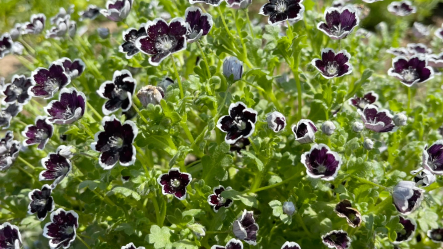 喜林草黑便士纯真可爱的黑色小花朵