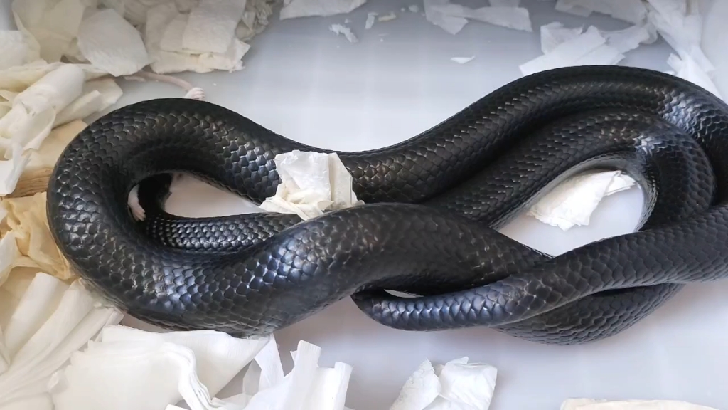 洪都拉斯奶蛇全身肌肉快准