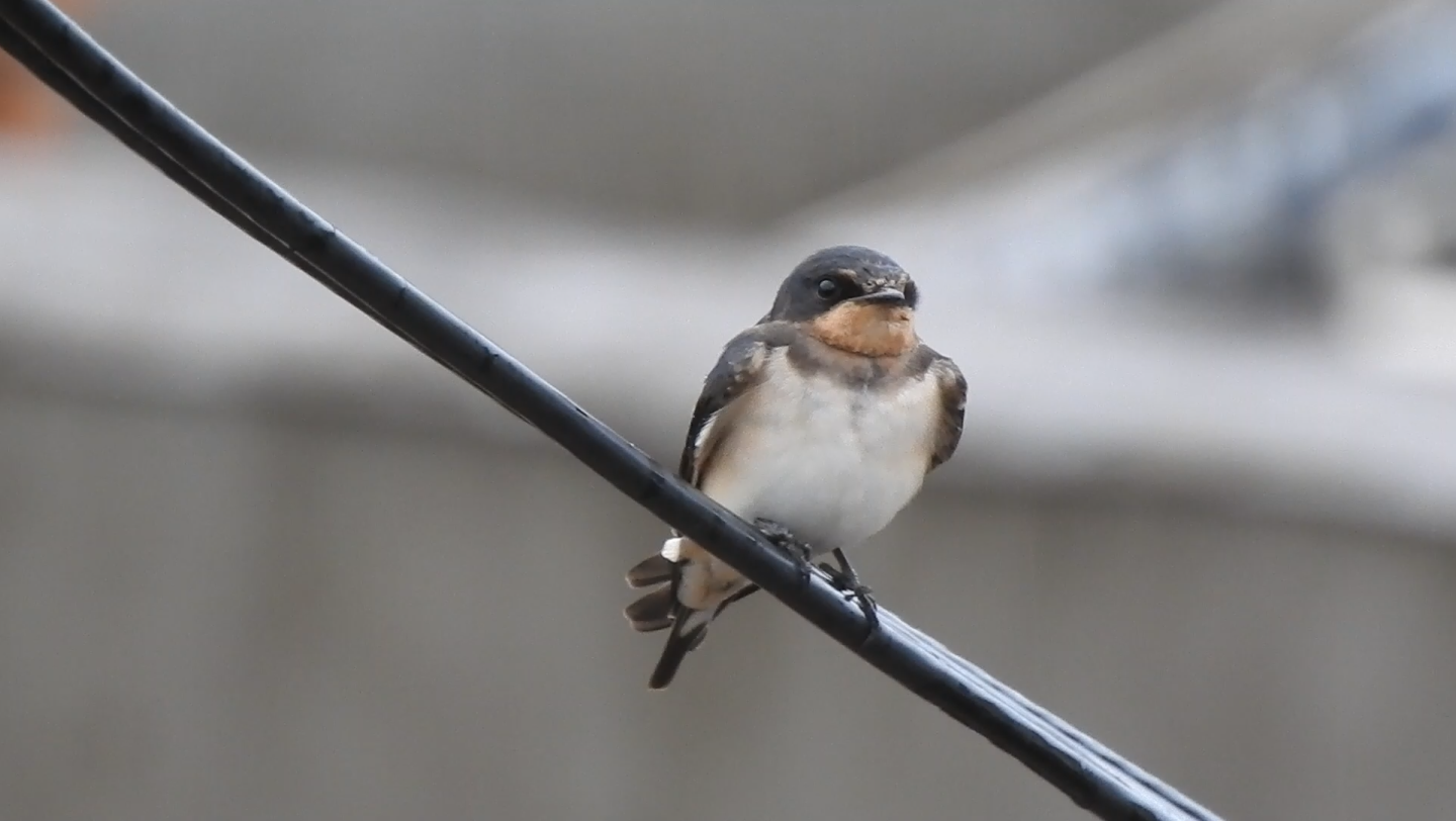 燕子宝宝真的好可爱