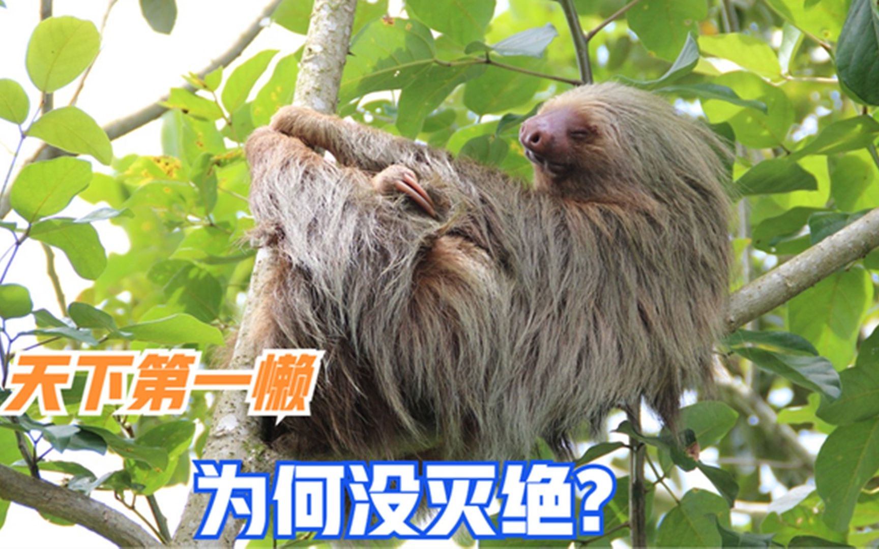 被誉为天下第一懒,树懒这种奇葩动物,为什么没有灭绝