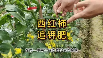 Télécharger la video: 西红柿在什么时候需要钾肥