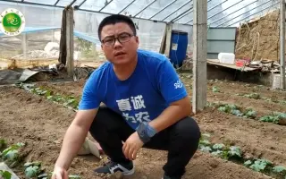 丝瓜生长点莫名消失怎么办？技术员：两招就能解决