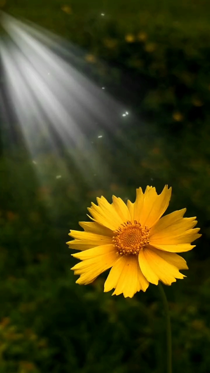 心若安然,灵魂生香.