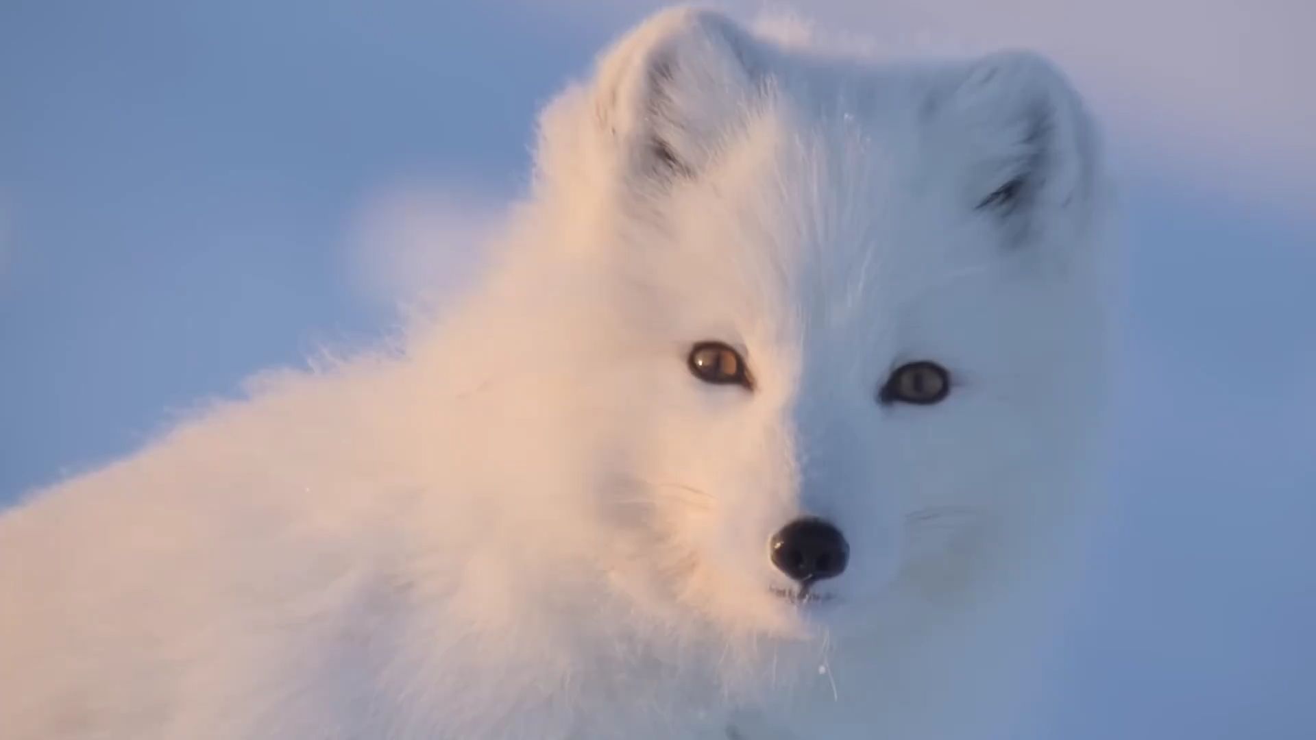 雪狐笑图片