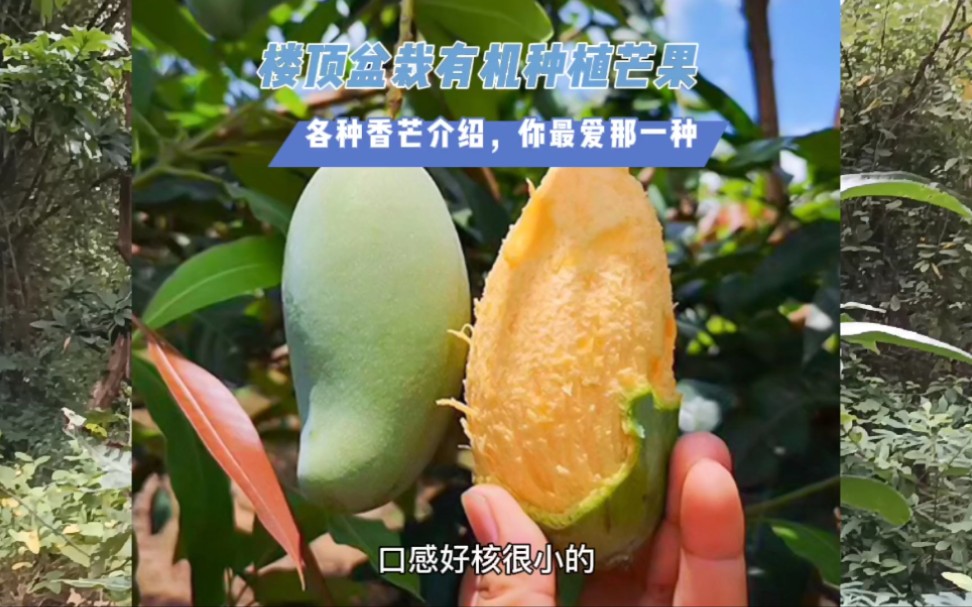 [图]楼顶盆栽有机种植芒果 各种香芒介绍，你最爱那一种