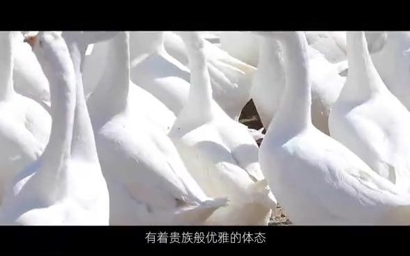 霍尔多巴吉白鹅绒哔哩哔哩bilibili