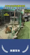 如果你遇到这样的邻居，你会咋办？#西安头条#