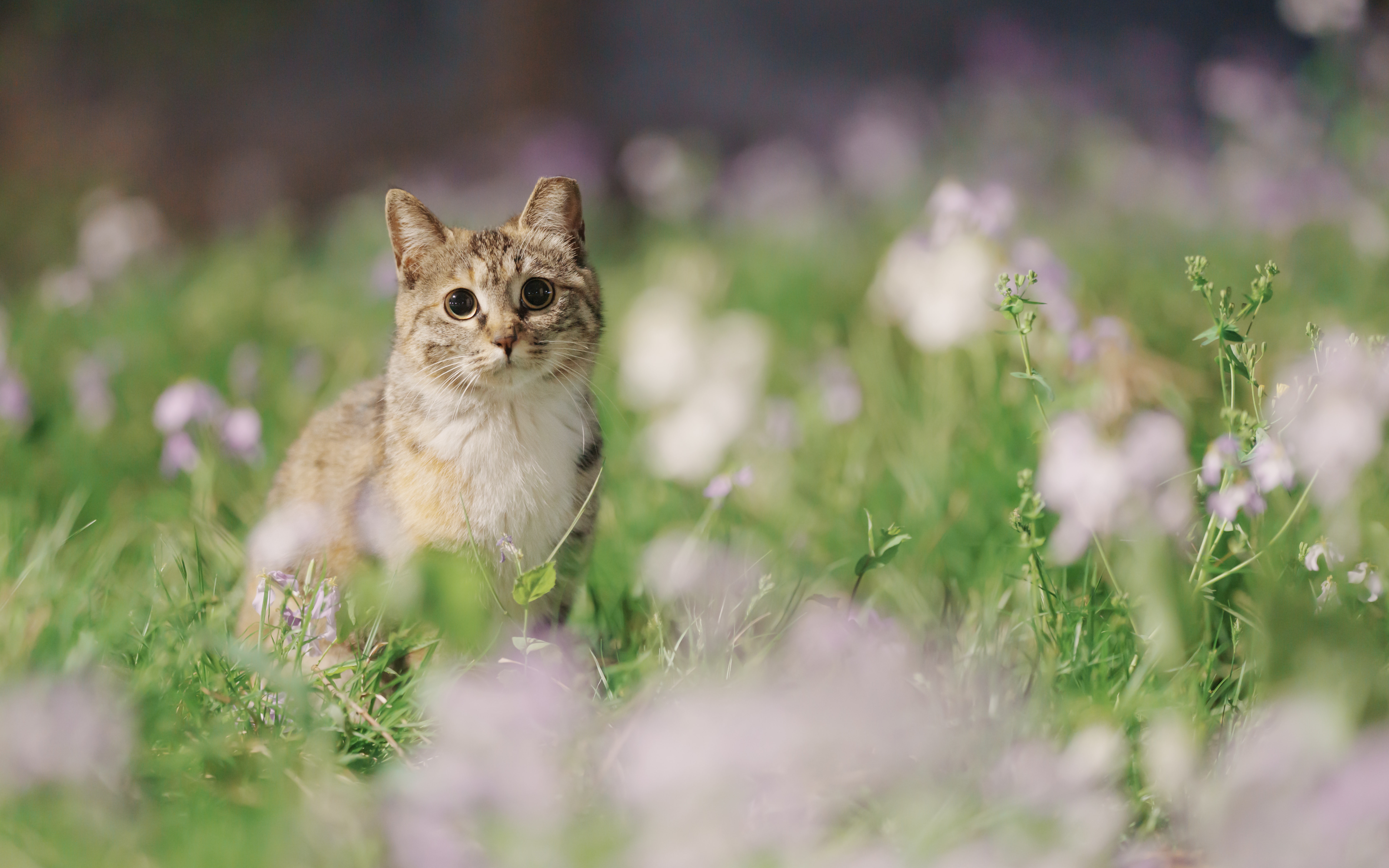 [图]燕园猫合集