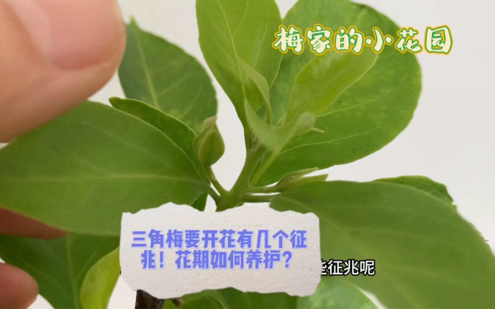 三角梅要开花会有哪些征兆呢?刚有小花苞的三角梅要如何养护?哔哩哔哩bilibili