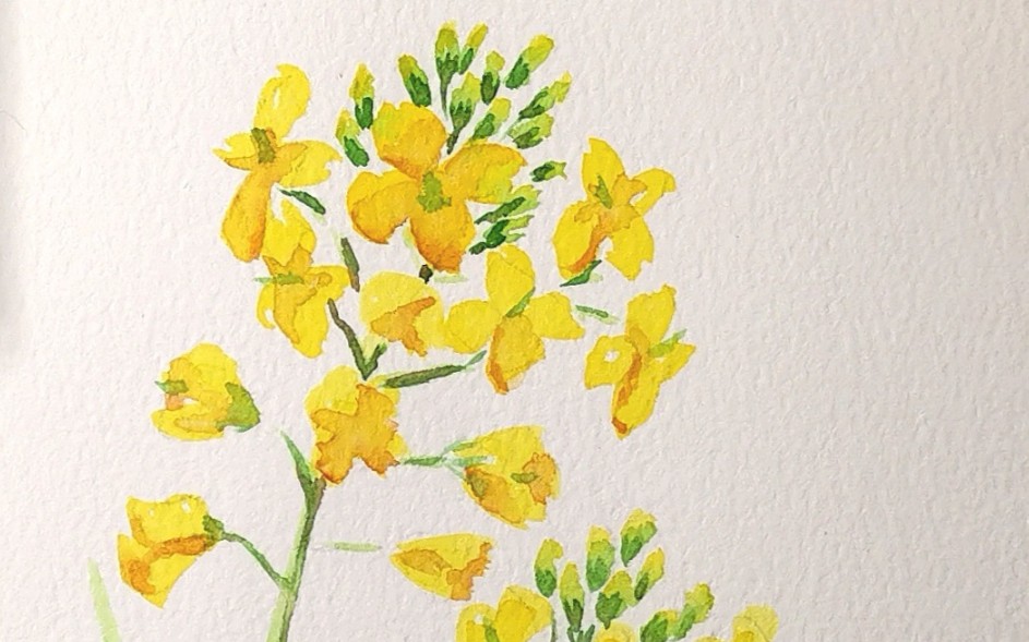 水彩油菜花教程好看好吃易上手菜花真是花界良心昂
