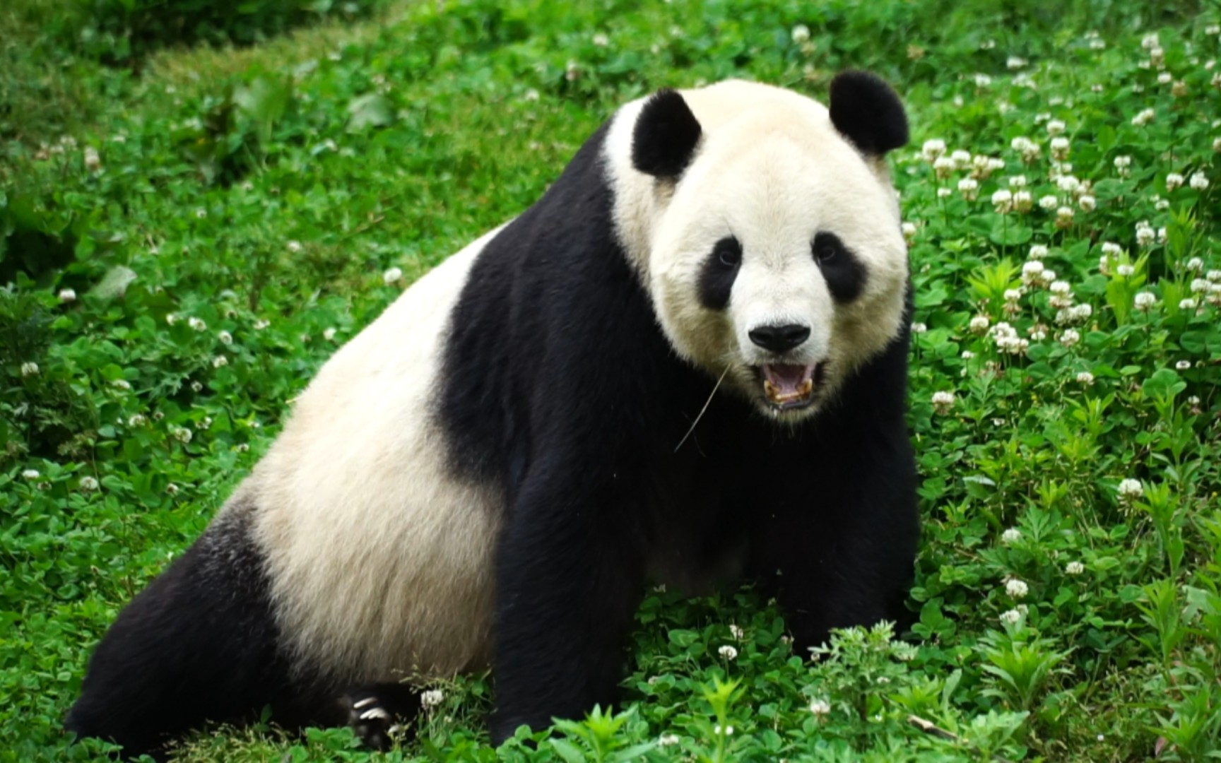 活动  【大熊猫泰山】吃草非常投入 每次坐车去耿达都很麻烦 看猫不易