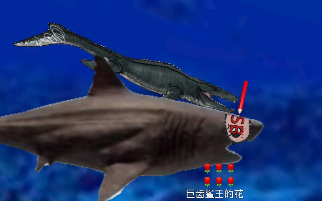 沧龙大战巨齿鲨图片