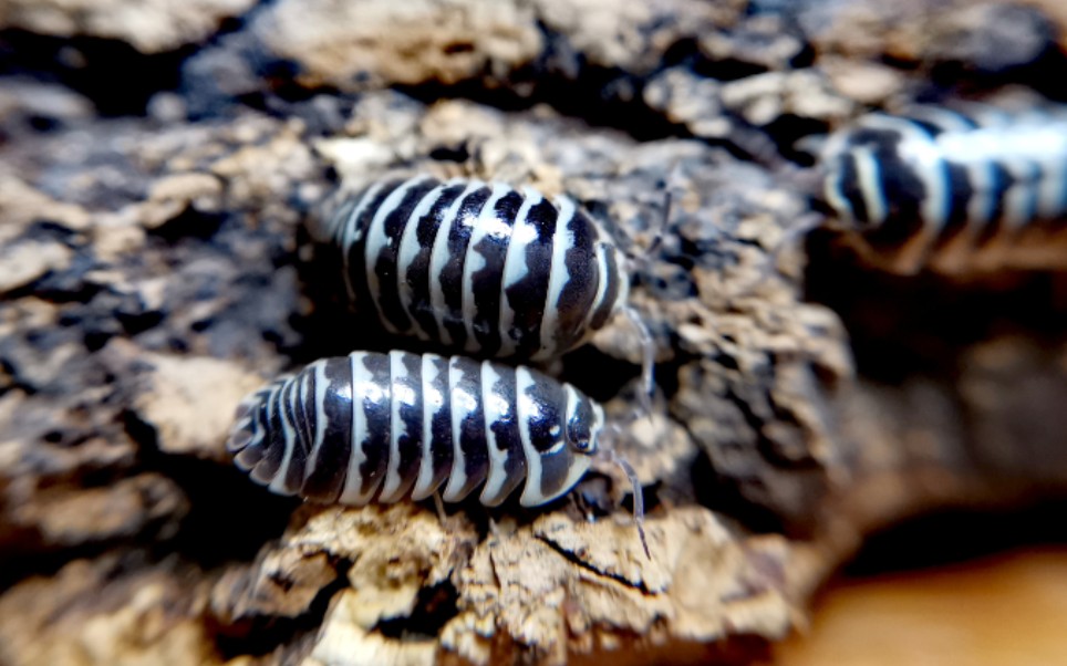 宠物鼠妇法国斑马卷甲虫armadillidiummaculatum吃命脉龟粮
