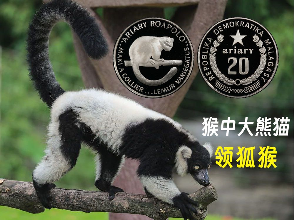 【币中动物】马达加斯加的特有物种-领狐猴,濒危程度比大熊猫还要高