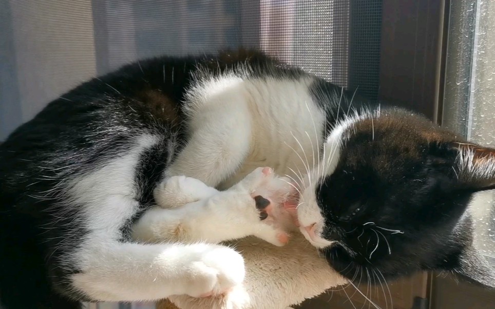 猫爪开花,津津有味吃脚脚的猫咪