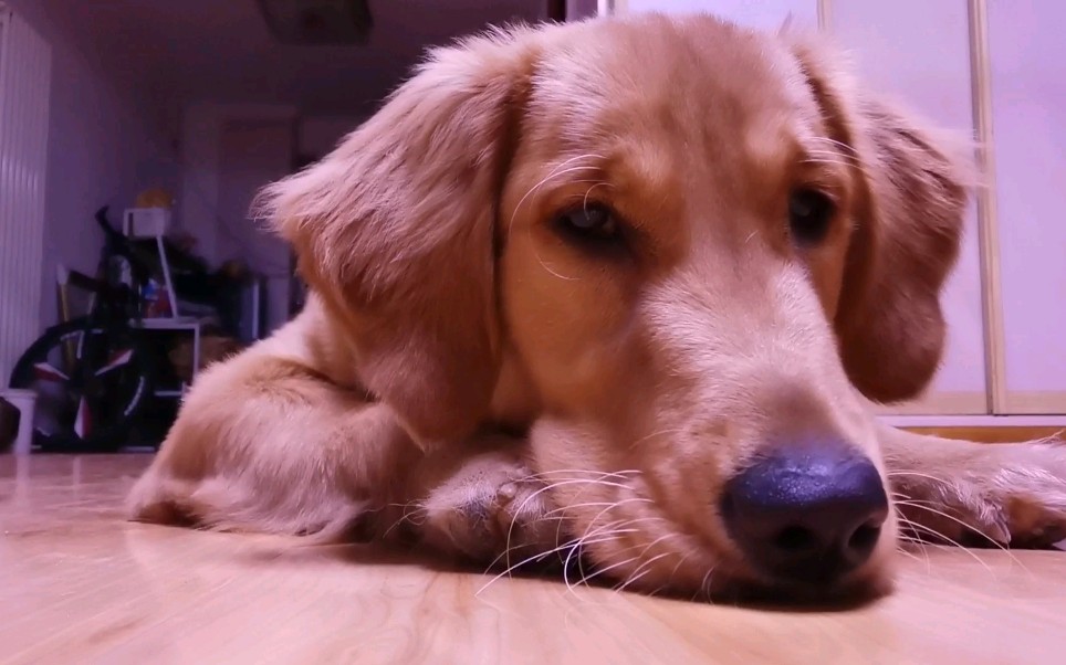 【金毛】金毛欢欢慵懒的趴在地上