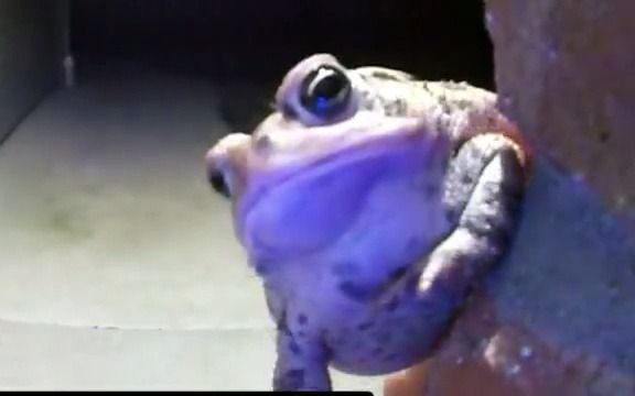 [图]Im a frog