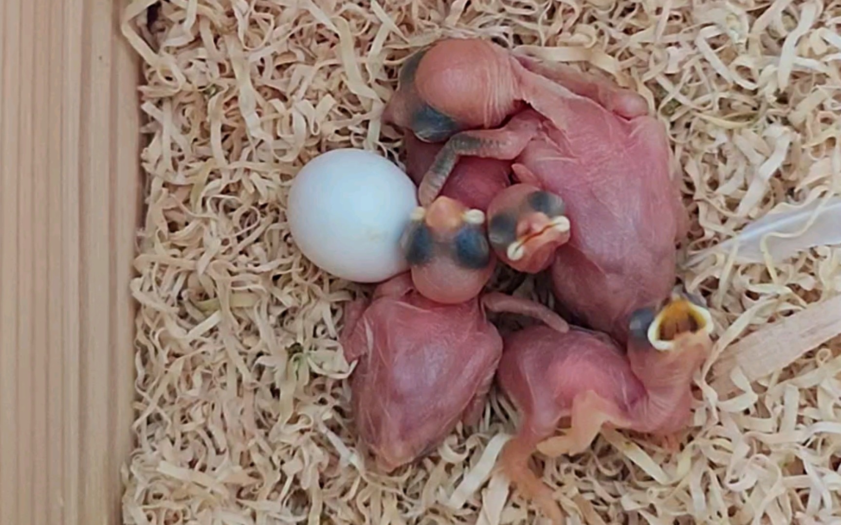 文鸟蛋孵化过程照蛋图图片