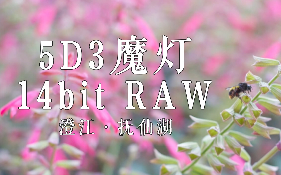 【魔灯RAW】用5D3拍摄14bit RAW?!澄江抚仙湖夏日掠影哔哩哔哩bilibili