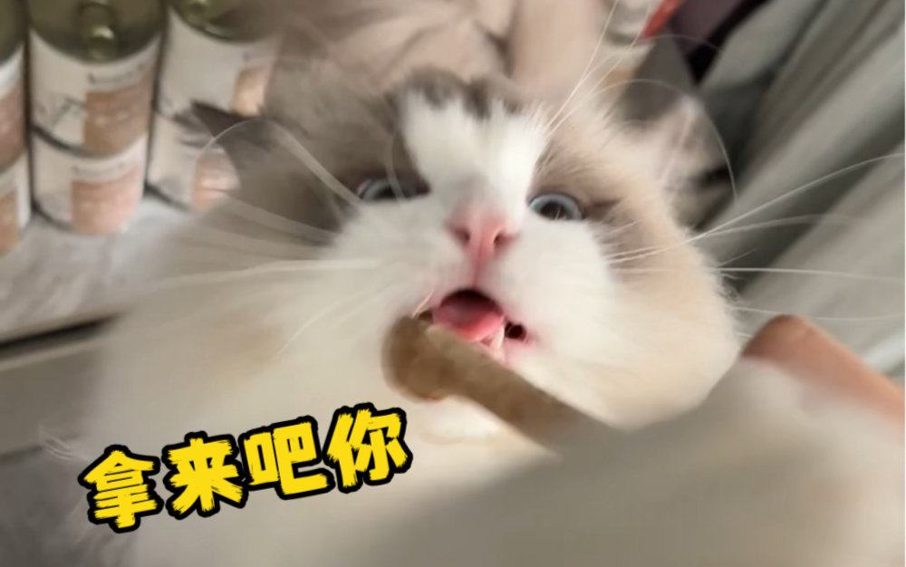 大型喂“猪”现场哔哩哔哩bilibili