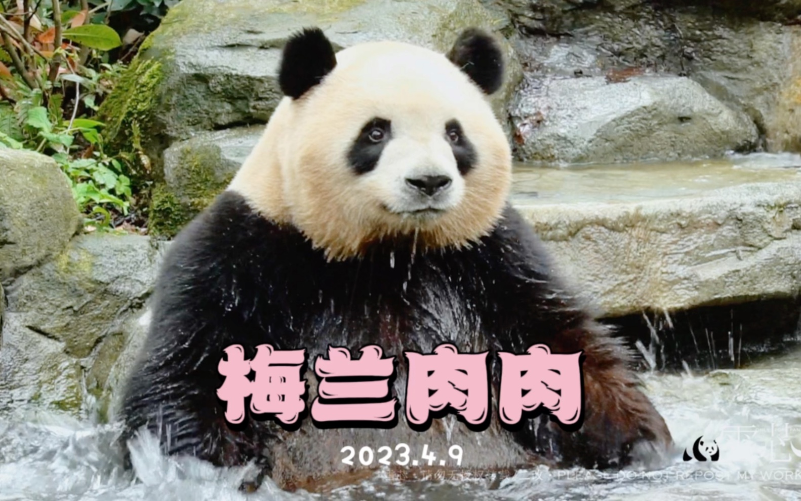 【大熊猫梅兰肉肉】肉肉特别宠粉,洗澡爬树吃笋笋跑酷一个不落,每个人