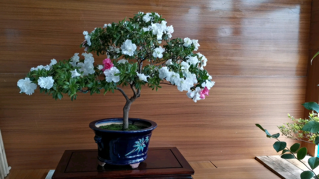 丹东杜鹃～四海波