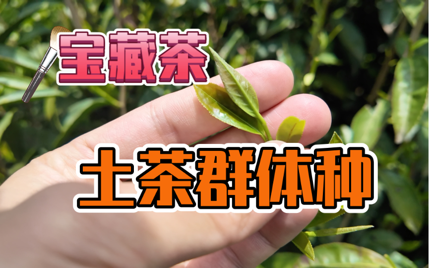 土茶并不土!你们要的土茶(群体种)香茶来了哔哩哔哩bilibili