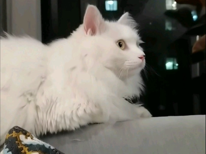 静静地思考猫生