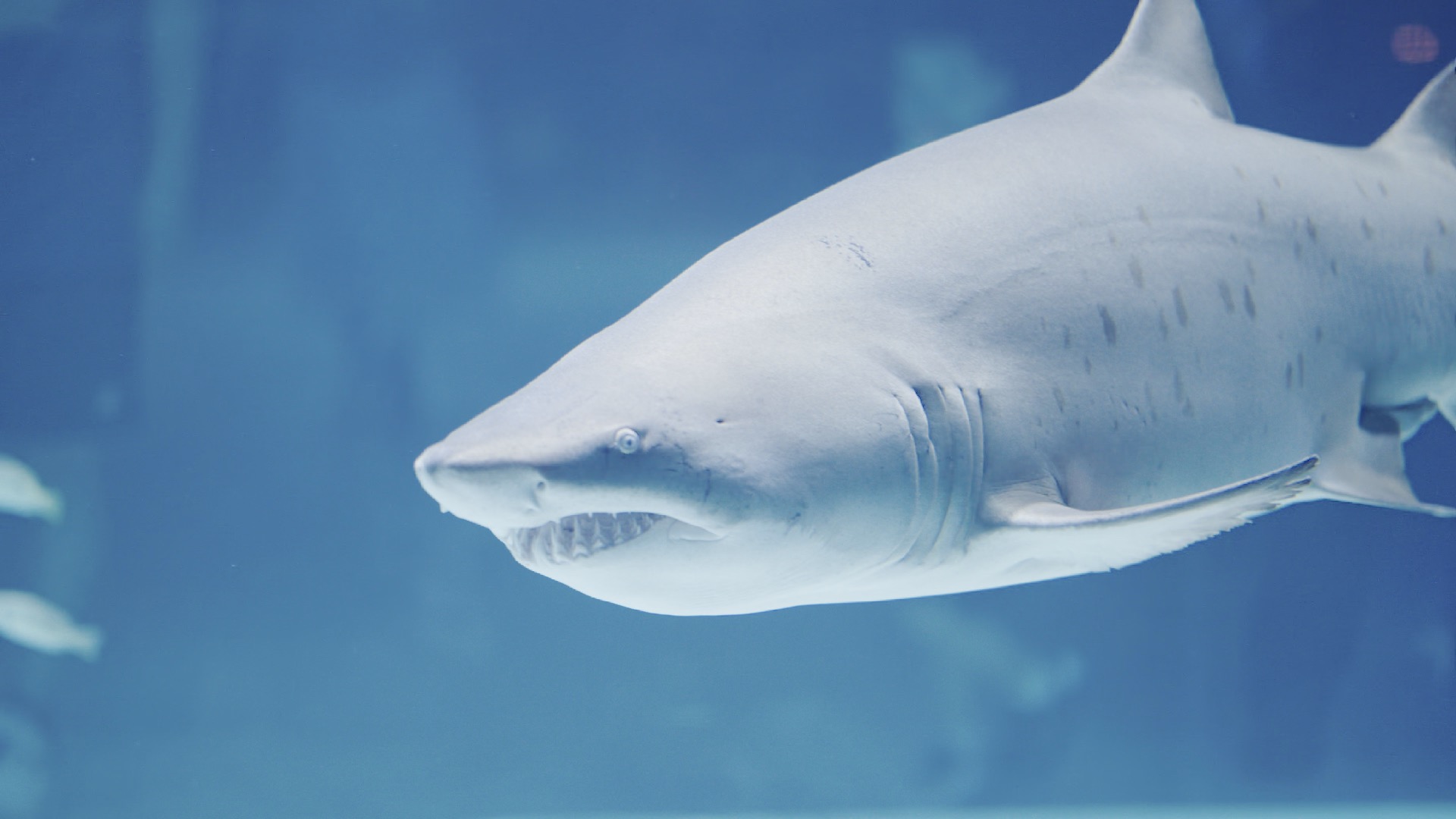 小梅沙海洋世界的锥齿鲨