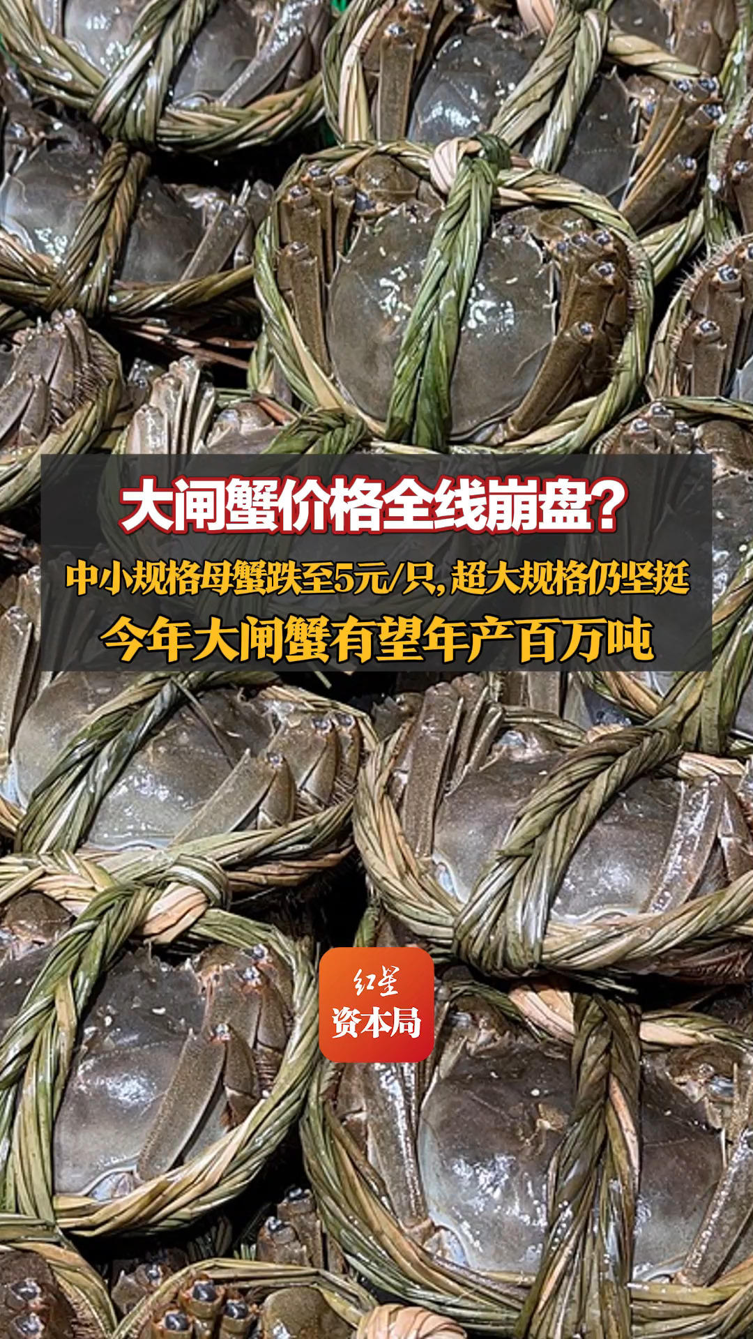 大闸蟹价格全线崩盘？中小规格母蟹跌至5元/只，超大规格仍坚挺；蟹农：半斤以上出水价约150元/只；今年大闸蟹有望年产百万吨