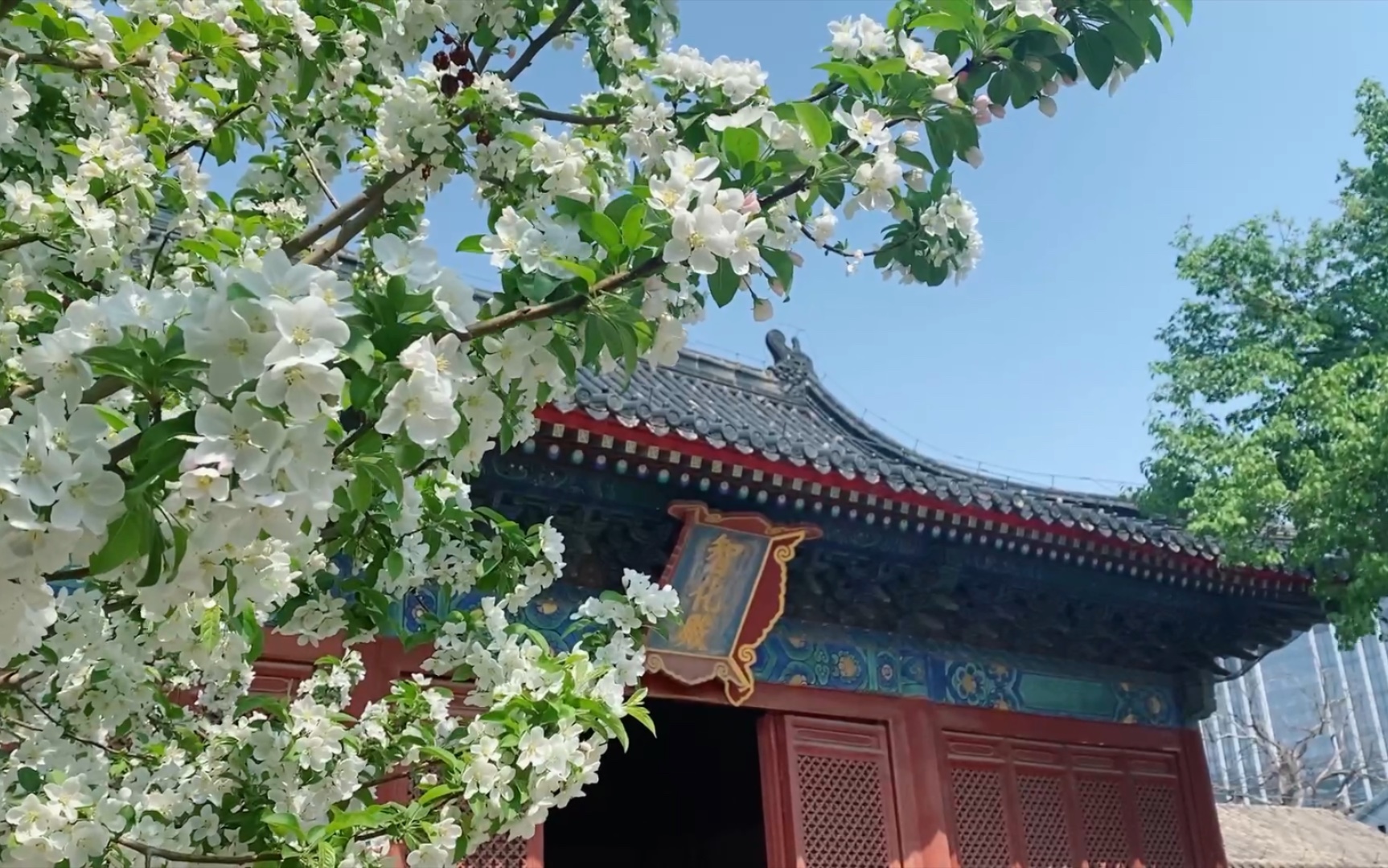 日常|智化寺 白丁香 梨花