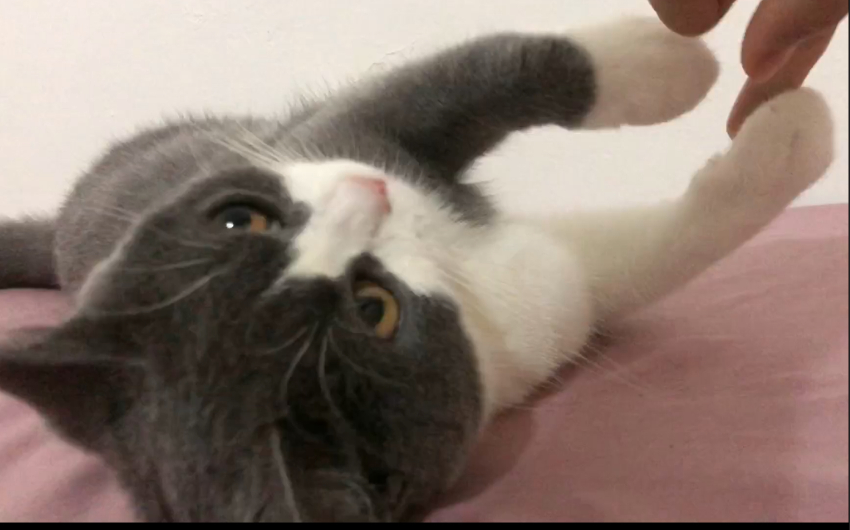 铲屎官一直不停地抠猫咪的jio,试探它的反应,喵:我劝你善良