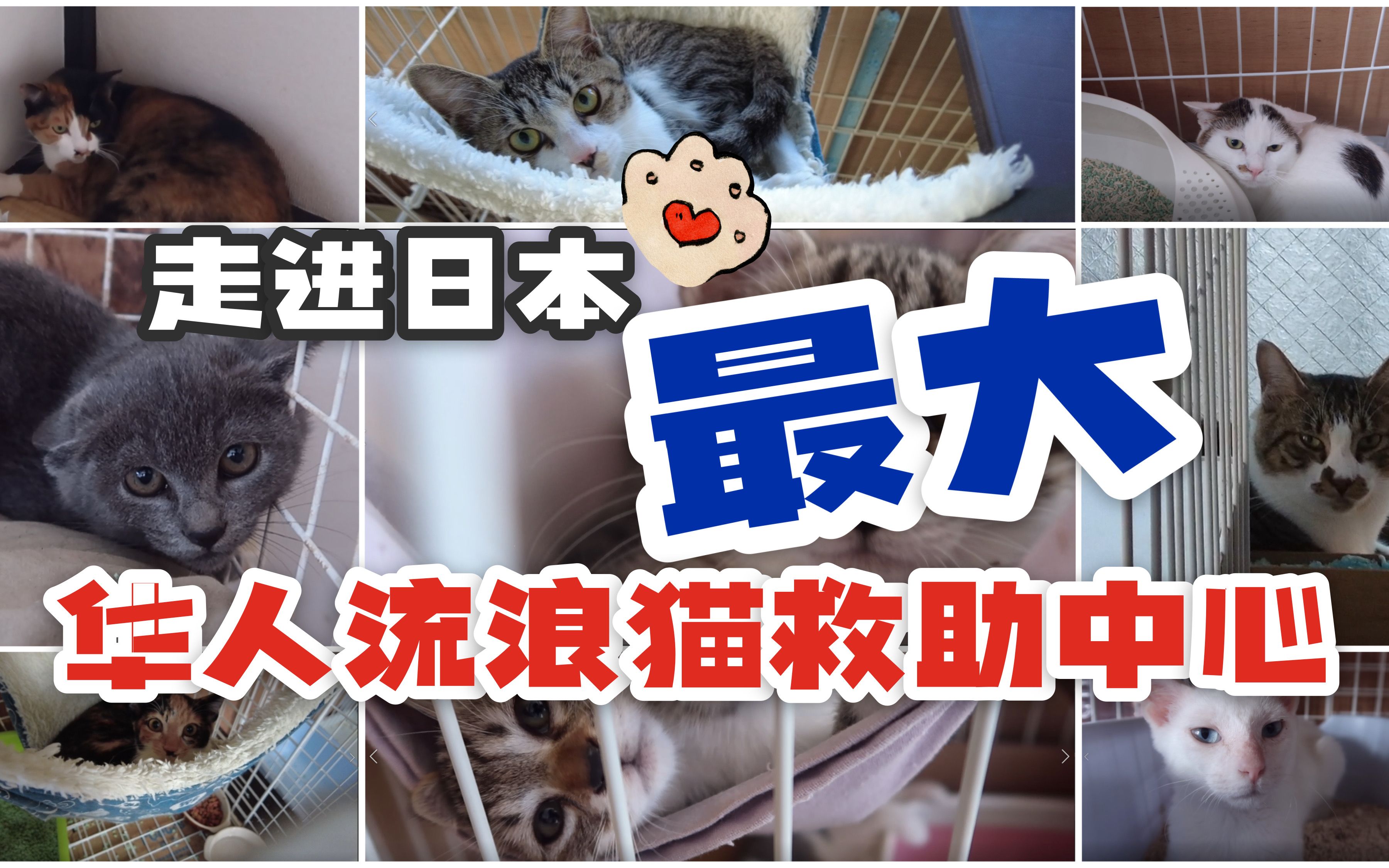 流浪猫收养中心图片