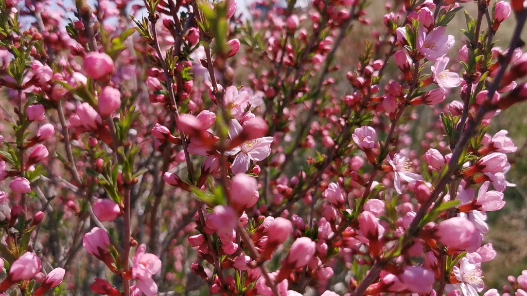 巴旦杏花,恐龙时期的活化石