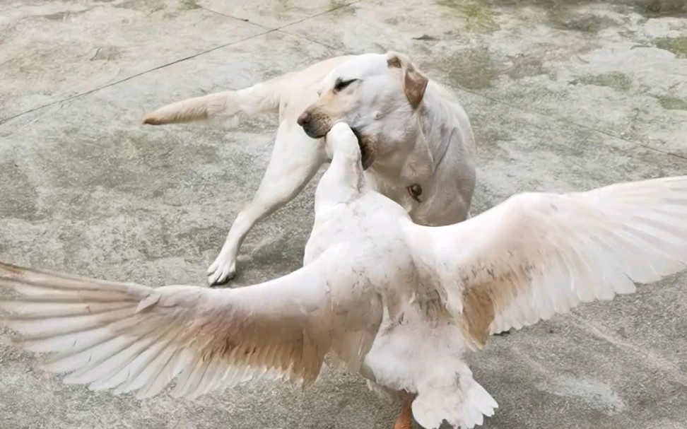 拉布拉多大战鹅